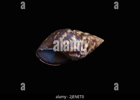Grande coquille d'escargot indonésienne isolée sur fond noir Banque D'Images