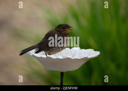 Robin naissante sur un mangeoire à oiseaux en marguerites en céramique - British Garden Birds Banque D'Images