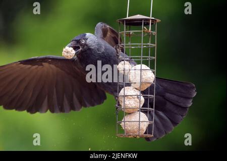 La Jackdaw occidentale, également connue sous le nom de la Jackdaw eurasienne, vole une petite balle d'oiseau d'un mangeoire à oiseaux. Jackdaws sont trouvés en Europe, en Asie occidentale et Banque D'Images