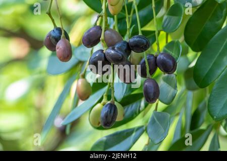 Olives fraîches mûres et non mûres accrochées de leurs tiges sur l'arbre. Banque D'Images