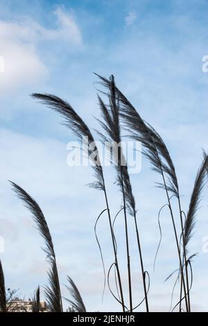 Détail de la plante Cortaderia selloana Banque D'Images