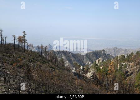 Un air de mauvaise qualité survole la vallée de Tucson, vu d'une zone brûlée sur le mont Lemmon, le désert de Sonoran, les montagnes de Santa Catalina, Coronado Nati Banque D'Images