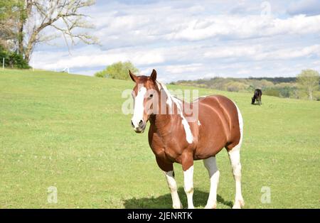 Cheval peint debout dans un champ dans une ferme/ranch Horsemanship dans le sud-ouest du Wisconsin Banque D'Images