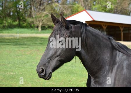 Gros plan d'un cheval noir dans un champ d'une ferme d'équitation dans le sud-ouest du Wisconsin Banque D'Images