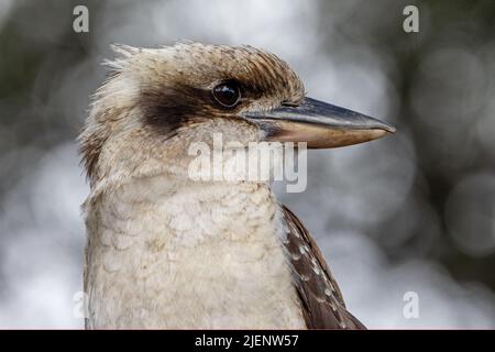 Gros plan de Kookaburra riant (Dacelo novaeguineae) Banque D'Images