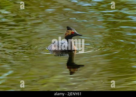 Un Grebe élevé dans un plumage reproducteur émerge d'une plongée dans un lac avec des gouttelettes d'eau douce sur son dos. Vue rapprochée. Banque D'Images