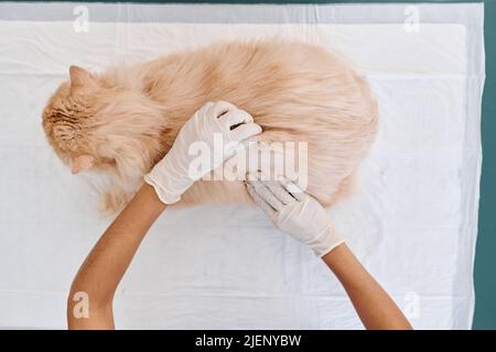 Vue ci-dessus prise de vue d'un vétérinaire méconnaissable portant des gants de protection en latex qui palpate le chat lors d'un rendez-vous de bilan de santé Banque D'Images