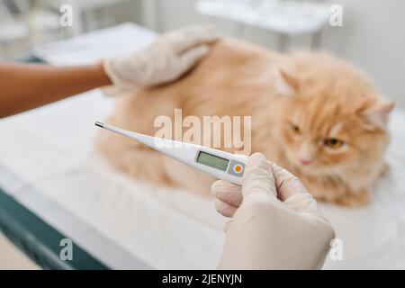 Gros plan de mise au point sélective d'un vétérinaire méconnaissable tenant un thermomètre médical électronique qui fait état de la température corporelle des chats Banque D'Images