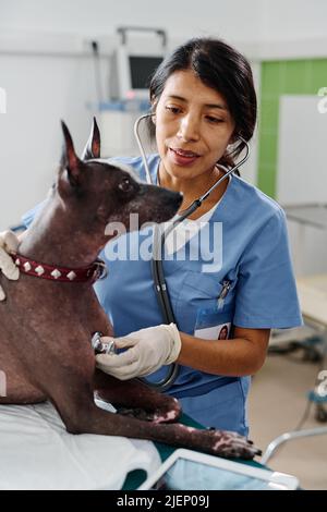 Prise de vue verticale moyenne d'une femme hispanique moderne travaillant dans une clinique vétérinaire faisant un examen médical du chien Banque D'Images