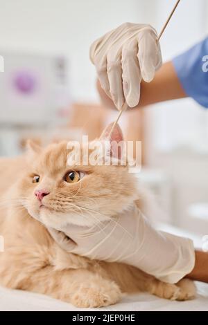 Gros plan moyen d'un vétérinaire méconnaissable portant des gants de protection avec un coton-tige pour nettoyer les oreilles des chats de gingembre Banque D'Images