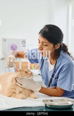 Moderne femme hispanique vétérinaire soigneusement nettoyer les oreilles de chat de gingembre pendant le rendez-vous dans la clinique Banque D'Images