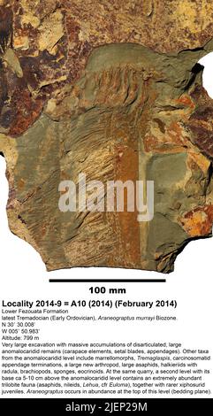 Aegirocassis benmoulae Van Roy et al., 2015. Banque D'Images