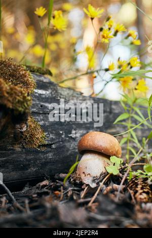 Un champignon boletus pousse dans la forêt. Automne encore la vie, champignons, arbre et nature. Photo verticale. Banque D'Images