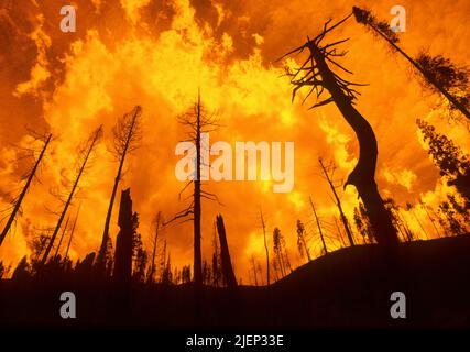Feu de forêt Banque D'Images