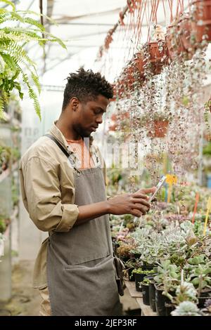 Jardinier africain en tablier prenant la photo de plantes en pot vertes avec une caméra intelligente sur un PC tablette pour connaître leur nom Banque D'Images