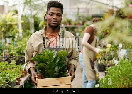 Portrait d'un jeune jardinier africain transportant de nouvelles plantes dans une boîte pour la transplantation en serre Banque D'Images
