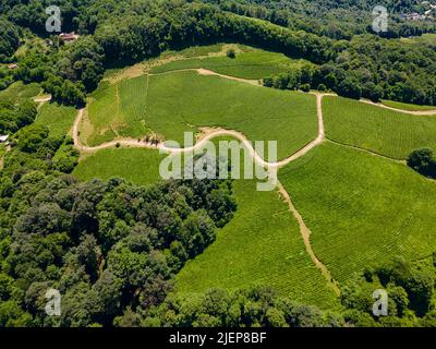 Cascades vertes de plantations de thé dans les montagnes Banque D'Images