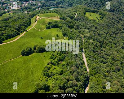 Cascades vertes de plantations de thé dans les montagnes Banque D'Images
