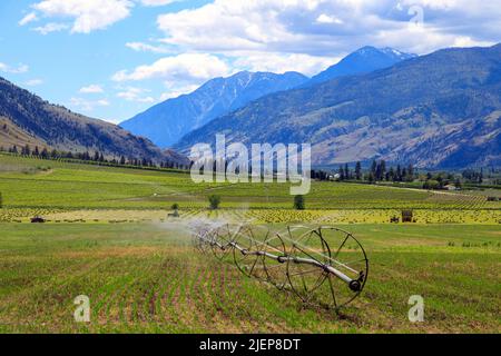 Système d'irrigation sprinkleur en ligne de roues à Cawston, Colombie-Britannique, Canada. Banque D'Images