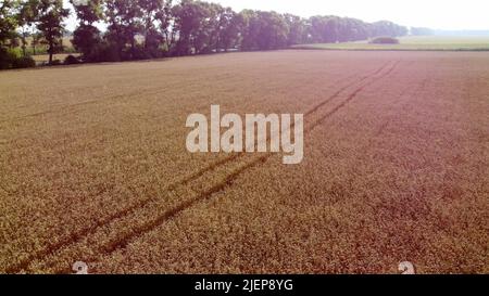 Vue aérienne de drone vol au-dessus des épis de blé de champ pointes avec des grains mûrs dans le champ de blé le jour d'été ensoleillé. Reflet du soleil. Champ de blé agricole. Beau paysage agricole. Récolte de grain de blé Banque D'Images