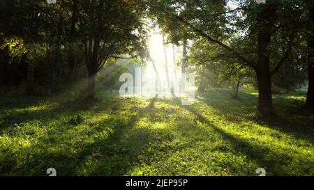 Le matin de l'été, le soleil brille à travers les branches vertes des arbres dans la forêt. Magnifique fond naturel. Écologie, protection de l'environnement, réchauffement de la planète, changement climatique Banque D'Images