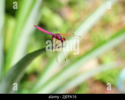 Libellule à lévelle cramoisi ou Trithemis aurora sur une feuille d'ananas, belle libellule rose avec un œil rouge, insecte Predator sur un bac vert naturel Banque D'Images