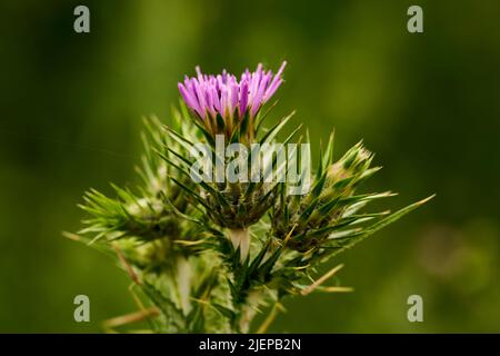 Vue rapprochée d'une fleur de chardon. Photo de haute qualité Banque D'Images