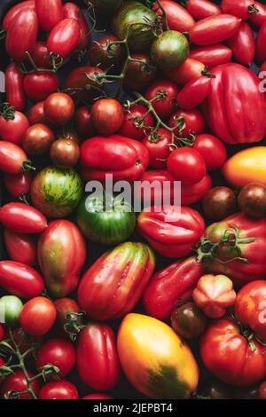 Variété colorée de tomates cerises et d'hérloes. Banque D'Images