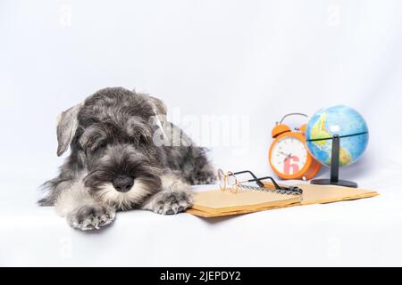 Sad miniature Schnauzer blanc et gris couleur lyinng à côté d'un bloc-notes, stylo, globe et lunettes sur un fond clair, espace de copie. Le chiot ne va pas Banque D'Images