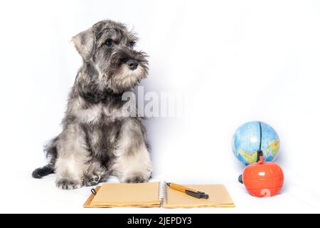 Miniature Schnauzer blanc et gris, à côté d'un bloc-notes et d'un stylo, d'un globe, d'une pomme jouet sur fond blanc, d'un espace de copie. Chien étudiant. Retour à s. Banque D'Images