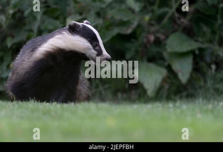 Un Badger adulte sauvage (Meles meles), Warwickshire Banque D'Images