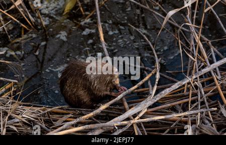 Le rongeur de coypu, un rongeur semblable à un castor, repose camouflé sur le rivage d'un étang Banque D'Images
