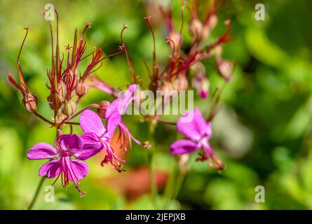 La mouchee à fleurs (Epilobium angustifolium) en gros plan Banque D'Images