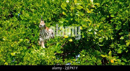 Crested Hawk Eagle, Changable Hawk Eagle, Nisaetu cirratus, parc national d'Udawalawe, Sri Lanka, Asie Banque D'Images