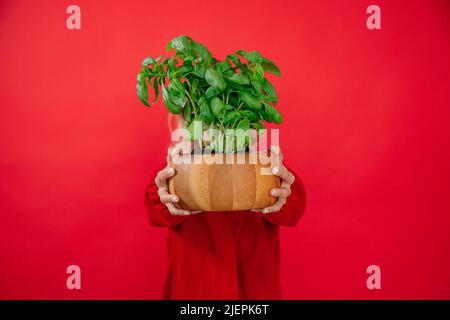 Femme méconnaissable qui hoche la plante de basilic dans une marmite en bois sur fond rouge, sourire souriant, regardant l'appareil photo Banque D'Images