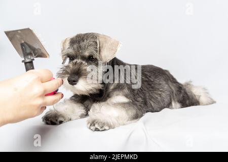 Soins pour chiens à domicile. Main tenant un peigne pour prendre soin de la fourrure de l'animal. Un chien Schnauzer miniature allongé sur une table en attente d'une coupe de cheveux, peignant. Banque D'Images