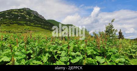 Paysage naturel dans les contreforts des Hautes Tatras dans le nord de la Slovaquie au début de l'été avec de larges vallées et des prairies verdoyantes. Banque D'Images