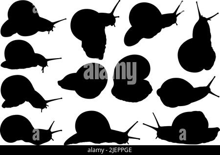 Collection de différentes silhouettes d'escargot isolées sur blanc Illustration de Vecteur
