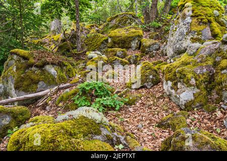Forêt avec rochers près de Figeholm en Suède. Banque D'Images