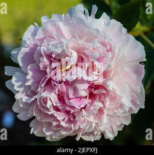 'Sarah Bernhardt' Poney de jardin commun, Luttpion (Paeonia lactiflora) Banque D'Images