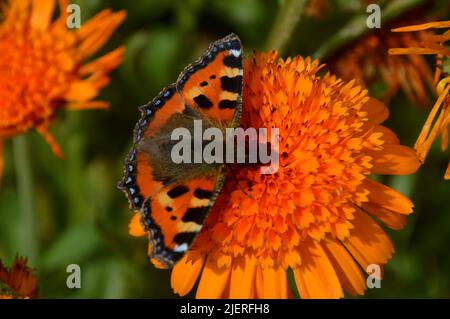 Petit papillon Tortoiseshell sur Orange Pot Marigold Calendula officinalis 'Neon' Flower cultivé à RHS Garden Harlow Carr, Harrogate, Yorkshire, Royaume-Uni. Banque D'Images