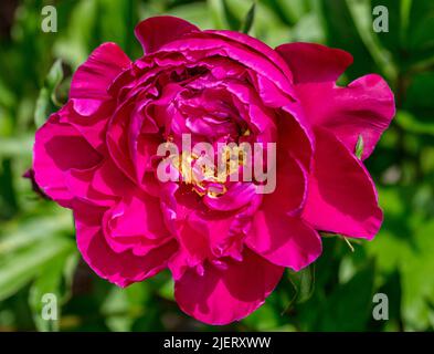 'Karl Rosenfield' jardin commun, Luktpion la pivoine (Paeonia lactiflora) Banque D'Images