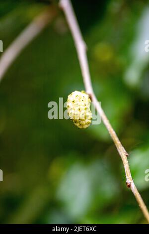 Mûre sur la branche. Mûrier fleuri sur la branche de près Banque D'Images