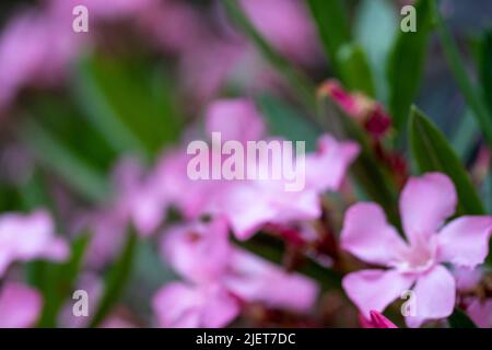 Fleur de Laurier. Gros plan sur la fleur de l'arbre de l'oléander Banque D'Images