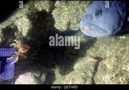 Le poisson loup ou Anarhichas lupus, le poisson loup ou Anarhichas lupus, à l'exception de la nourriture d'un plongeur, vue latérale, plongeur main dans la photo, crabot, Banque D'Images