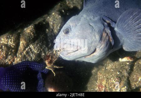 Le poisson loup ou Anarhichas lupus, à l'exception de la nourriture d'un plongeur, vue latérale, main plongeur dans la photo, griffe de crabe de l'alimentation, oeil bleu foncé, Banque D'Images