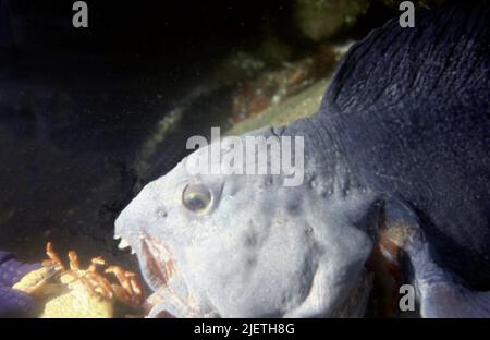 Le poisson loup ou Anarhichas lupus, à l'exception de la nourriture d'un plongeur, vue latérale, main plongeur dans la photo, griffe de crabe de l'alimentation, oeil bleu foncé, Banque D'Images