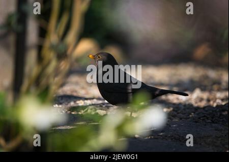 Homme blackbird (Turdus merula) à la recherche de nourriture sur le sol (gravier), en regardant dans la distance Banque D'Images