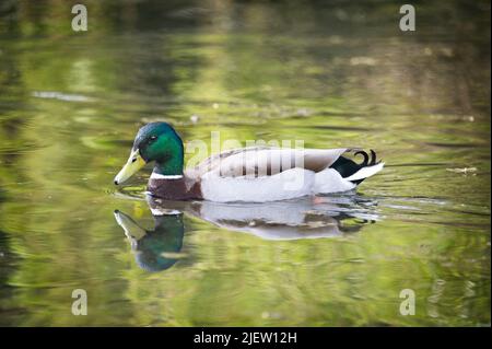 Canard colvert mâle (Anas platyrhynchos) nageant sur un étang de village Banque D'Images