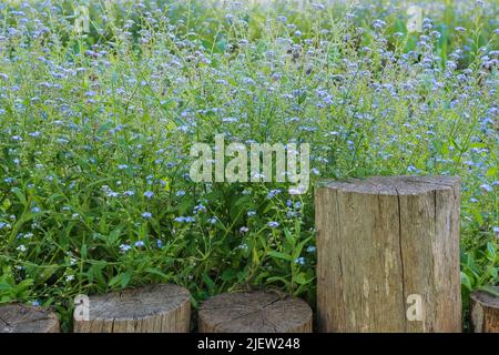 Printemps prairie sauvage dans les montagnes. De nombreuses fleurs alpines bleues sur une glade verte au printemps. Forget-Me-Not Myosotis scorpioides est en fleurs. Banque D'Images